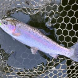 大安トラウトレイク釣果